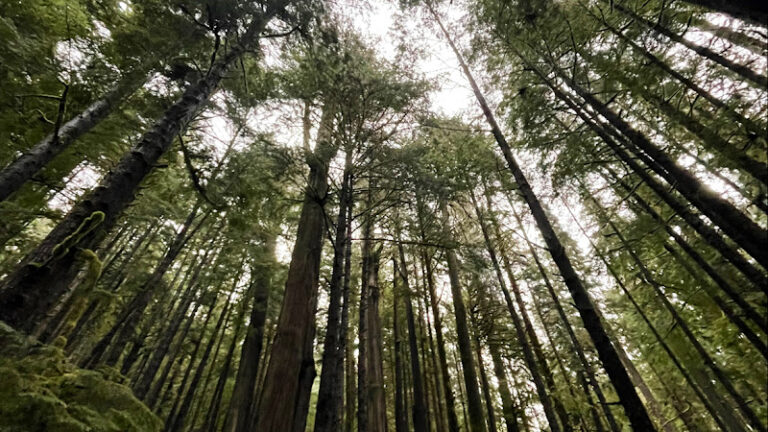 64854 arbre paysage paysagiste 8211 terrassement 8211 amenagement paysager saint jean sur richelieu 768x432