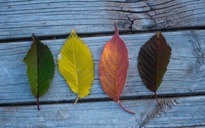 Seasonal Maintenance Schedules: Year-Round Driveway Care